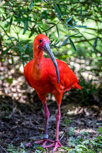 istock Vertical shot of a scarlet ibis 1466958738