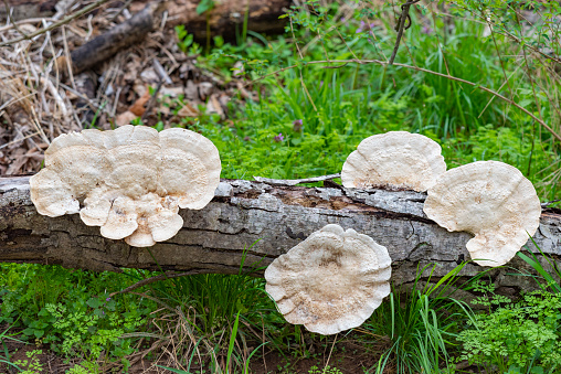 Grifola frondosa is a polypore mushroom that grows at the base of trees, particularly old growth oaks or maples.