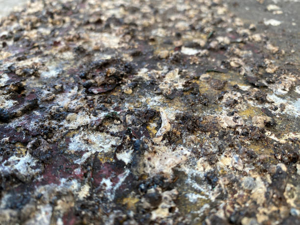 istock Sparrow Birds droppings poop texture on the footpath pavement. 1466959271