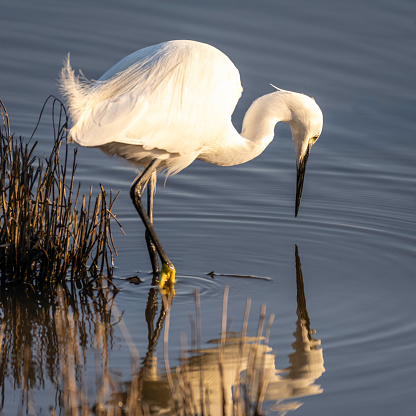 A closeup of a beautiful egret looking the reflection of itself on the water