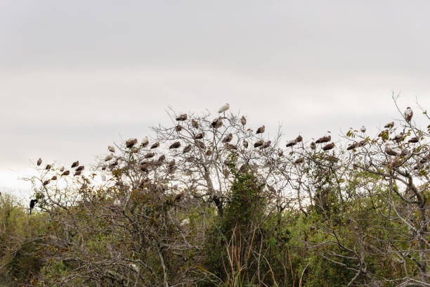 istock Flock of birds perching on leafless trees in the meadow 1466959837