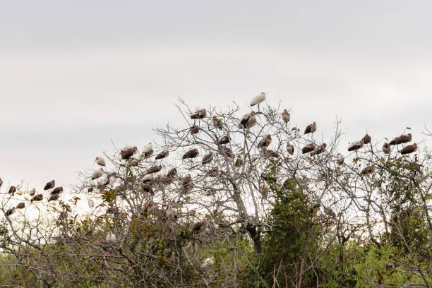 istock Flock of birds perching on leafless trees in the meadow 1466959838