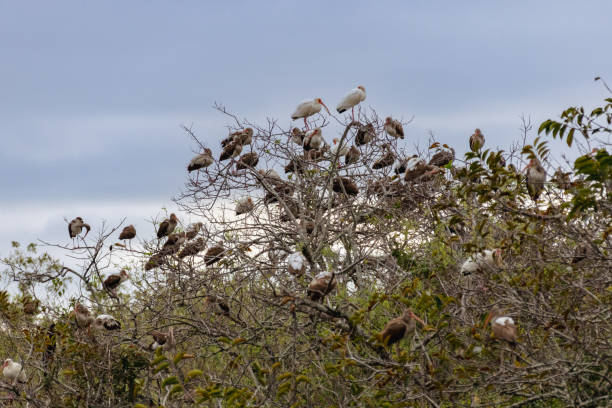 istock Flock of birds perching on leafless trees in the meadow 1466959840