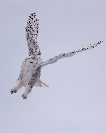 A vertical closeup of the beautiful snowy owl during flight. Bubo scandiacus.