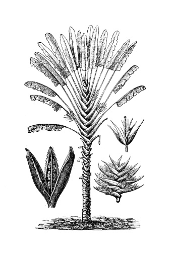 Ravenala madagascariensis (Traveller's Tree)
