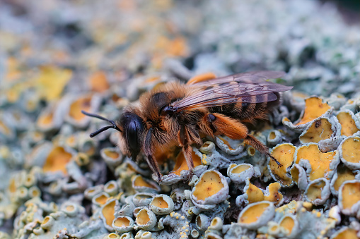 Closeup on a fresh emerged female Yellow legged mining bee, Andrena flavipes sitting on a piece of wood in the field