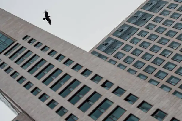 Photo of Crow bird against a gray sky between two skyscrapers in the city