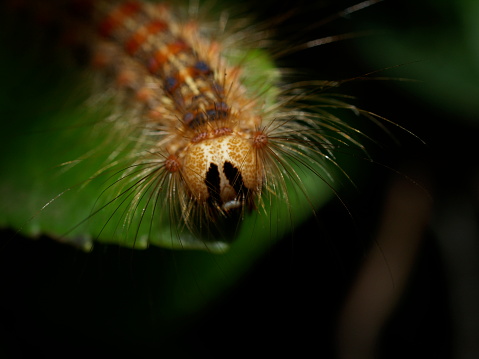 A closeup shot of a gypsy moth caterpillar on a leaf on the blurry background