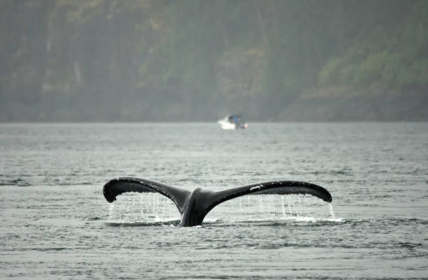 Free Stock Photo of Whale Tail Flips Out of the Water | Download Free ...