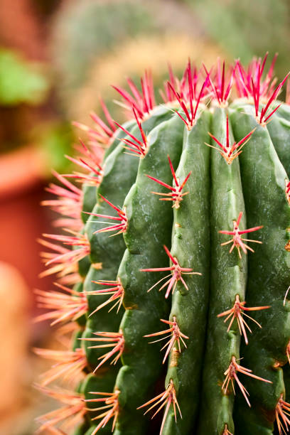 istock Photo of cactus with red needles 1466962195