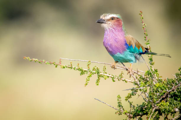 istock Closeup shot of a lilac-breasted roller perched on a tree branch on the blurry background 1466962546