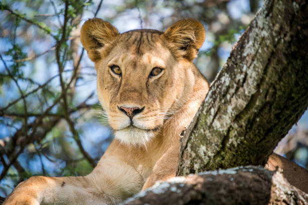 istock Closeup of a lion lying on a tree branch 1466962567