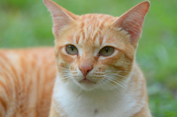 istock Selective of a cute cat in a park 1466962638