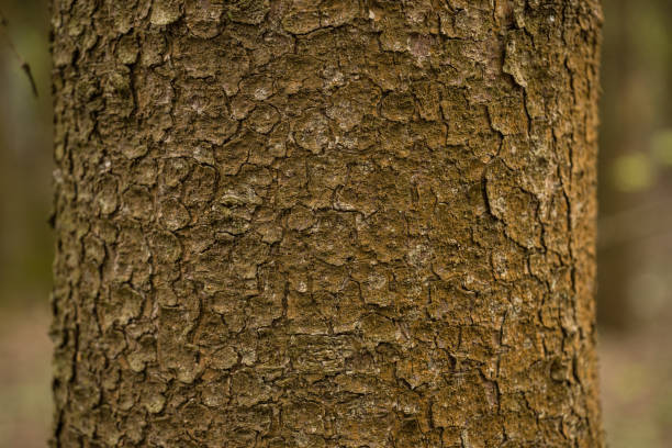 istock Closeup of a mossy bark of a tree 1466963017
