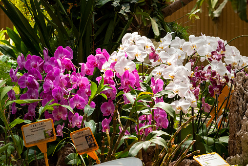 Orchid garden in Hong Kong city, China, tropical plants in wet forest exhibition.