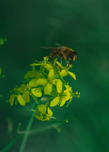 A macro shot of a hoverfly on a yellow flower