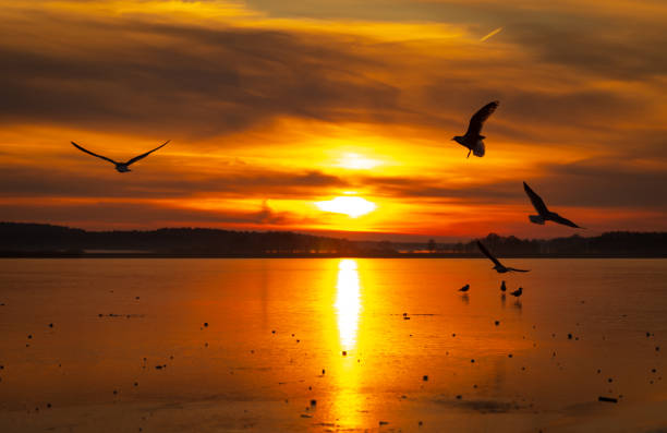 istock Seagulls flying over the water at scenic sunset 1466964528