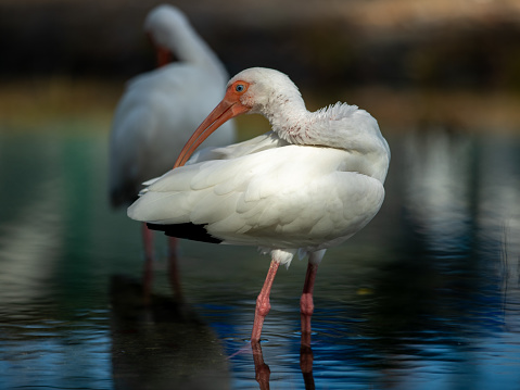 A closeup shot of a stork in the water
