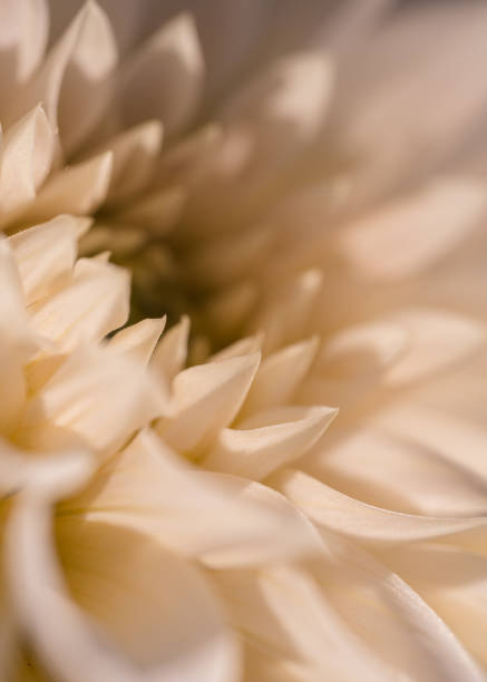 istock Close up of a Dahlia flower 1466964603