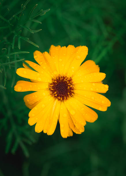 istock Shallow focus of a yellow calendula flower 1466964657