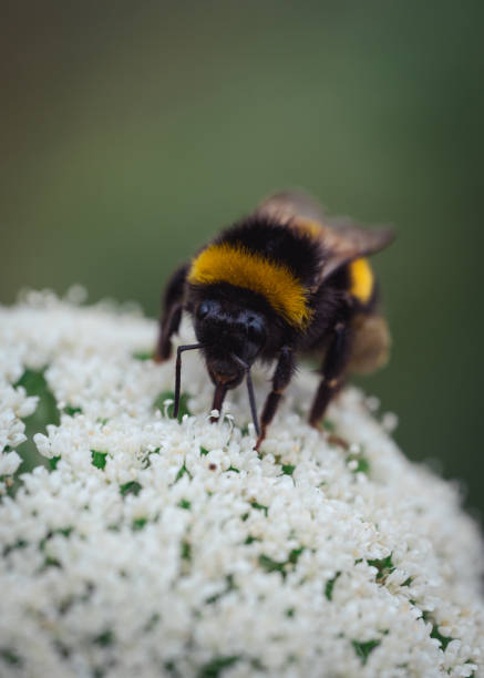 istock Closeup of a bee on a white Ammi flower 1466964659