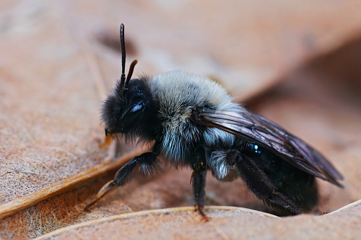 Profile view of a bumble bee.