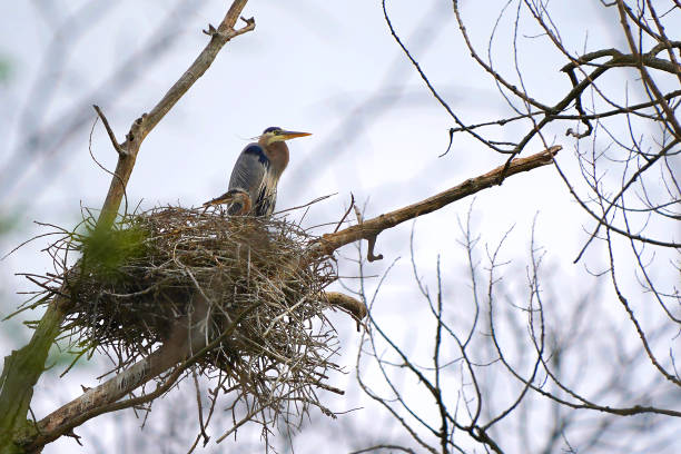 istock Gray heron in its nest on a blurred background 1466966080