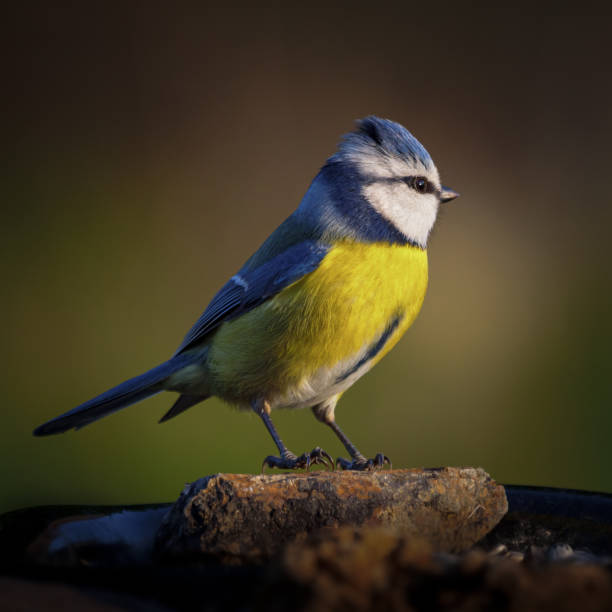 istock Eurasian blue tit in the blurred background 1466966564