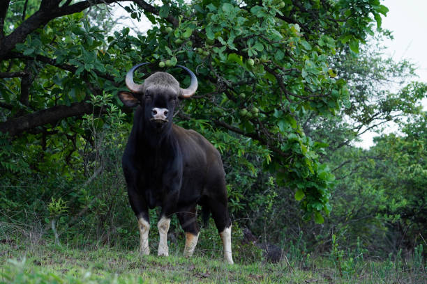 Indian Gaur also called the Indian bison, Bos gaurus,  Satara, Maharashtra, India