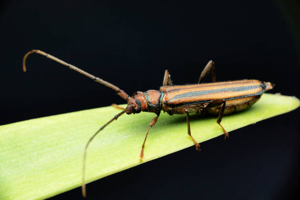 istock Long horn beetle on leaf with black background, Satara, Maharashtra, India 1466967081