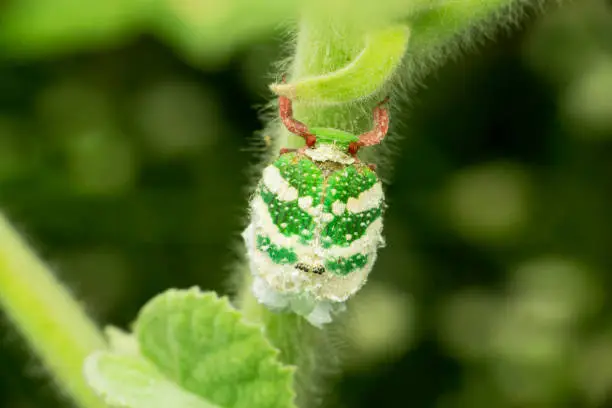 Green planthopper, Paropioxys species,Satara, Maharashtra, India