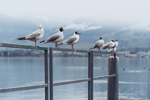 The birds perched on a railing near the harbor