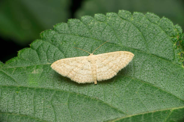 istock Silk moth species, Satara, Maharashtra, India 1466968193