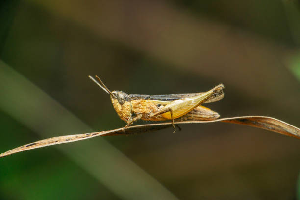 istock Grasshopper species, Satara, Maharashtra, India 1466968304