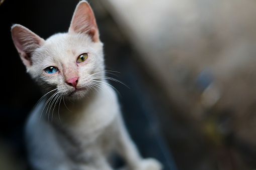 A close-up shot of a sitting white cat