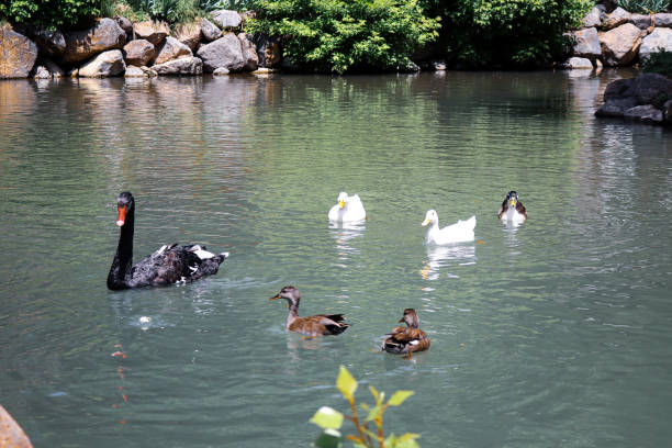 istock black swan swimming in pond 1466968723