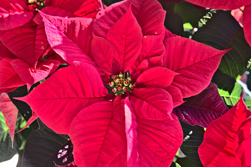 Red christmas star close up