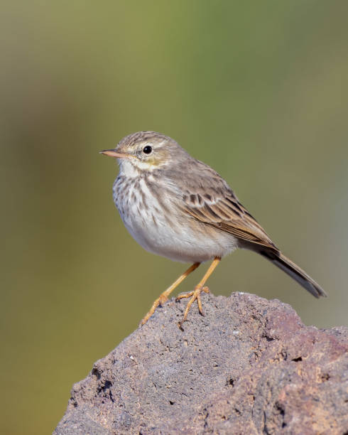 istock Vertical shot of a house sparrow bird perched on a rock 1466968836
