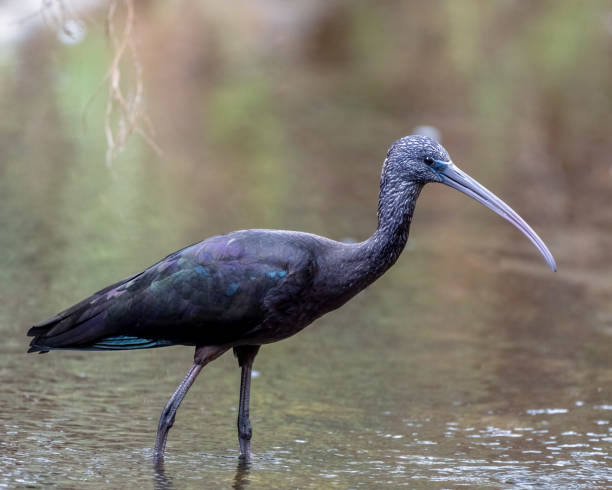 istock Black ibis bird perched by the lake 1466968838