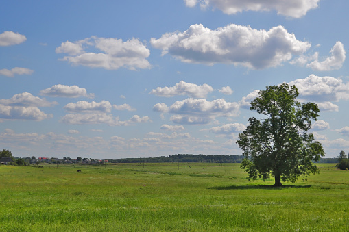 Lonely tree in a green field, countryside