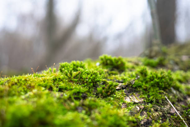 istock Closeup of a mossy tree trunk 1466968916