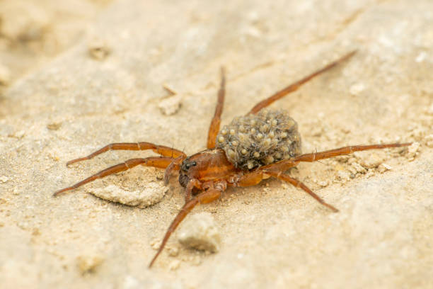 istock Wolf spider carrying babies on  back, Satara, Maharashtra, India  1466969025