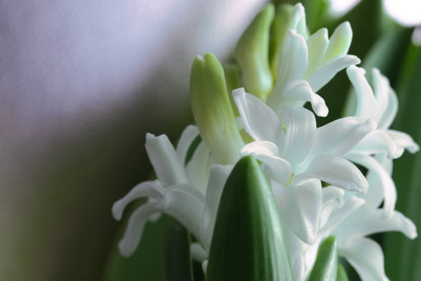 A Closeup of a White Grape Hyacinth Flower