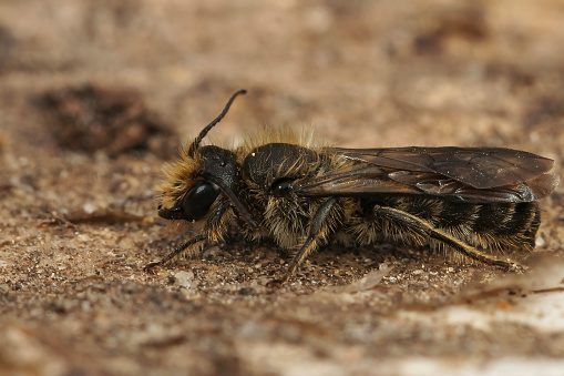 Closeup on the large scissor bee, Chelostoma florisomne,sitting on a piece of wood in the garden