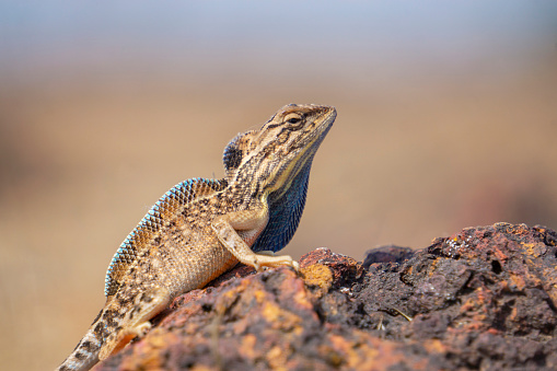 Sarada superba, the superb large fan-throated lizard, is a species of agamid lizard found in Maharashtra, India. It was described in 2016 and in the past was part of a complex that included Sitana ponticeriana 