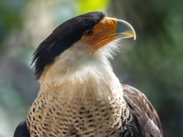 Closeup of the head of a crested caracara (Caracara plancus) A closeup of the head of a crested caracara (Caracara plancus) crested caracara stock pictures, royalty-free photos & images