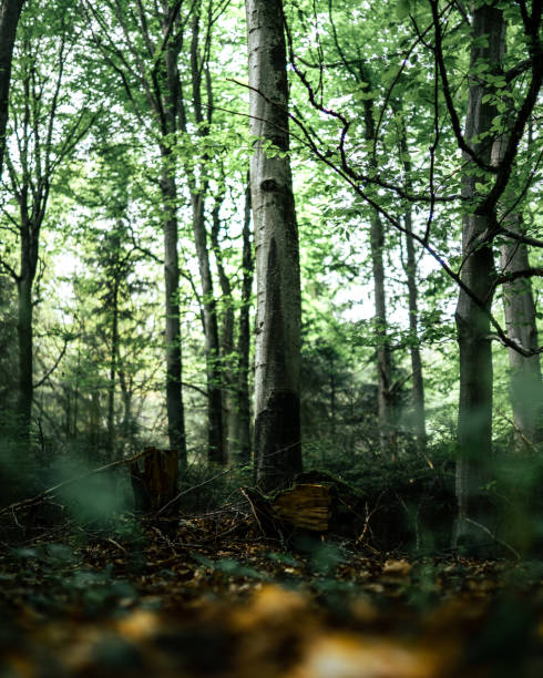 istock Vertical shot of a forest under a bright sky 1466971622