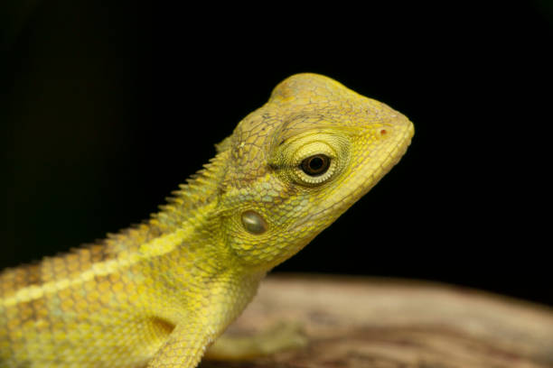 Close-up of an Eastern bearded dragon in the wild