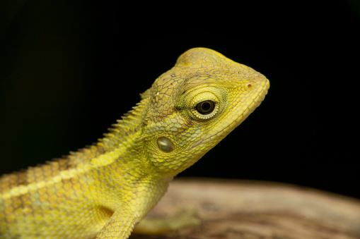 Juvenile Indian garden lizard, Calotes versicolor, Satara, Maharashtra, India
