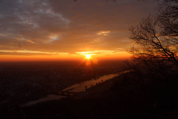 istock Stunning sunset shot from a forest 1466971743